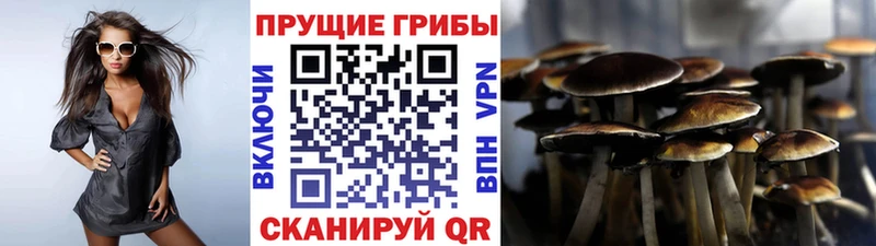 Галлюциногенные грибы Psilocybine cubensis  Азнакаево 